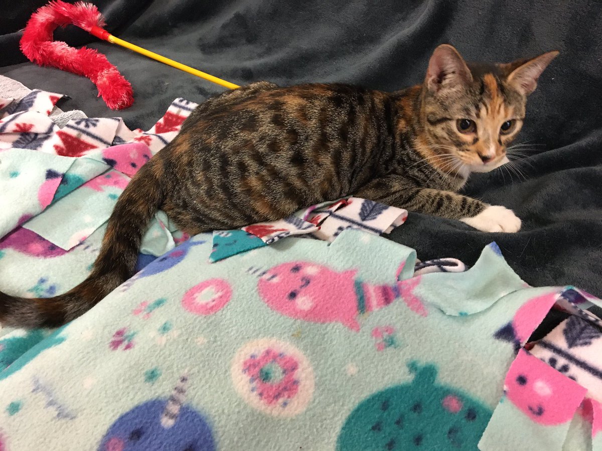 Zwaa_Art's tweet image. Cat Work.
We adopted out so many cats the last weeks of the year! Here’s to hoping they stick!
In a sad bit of news, a pair adopted from foster did get returned, but OMG this one is GORGEOUS! 🤩 She gonna get re-adopted fast.
#adopt #adoptlocal #cat #kitten