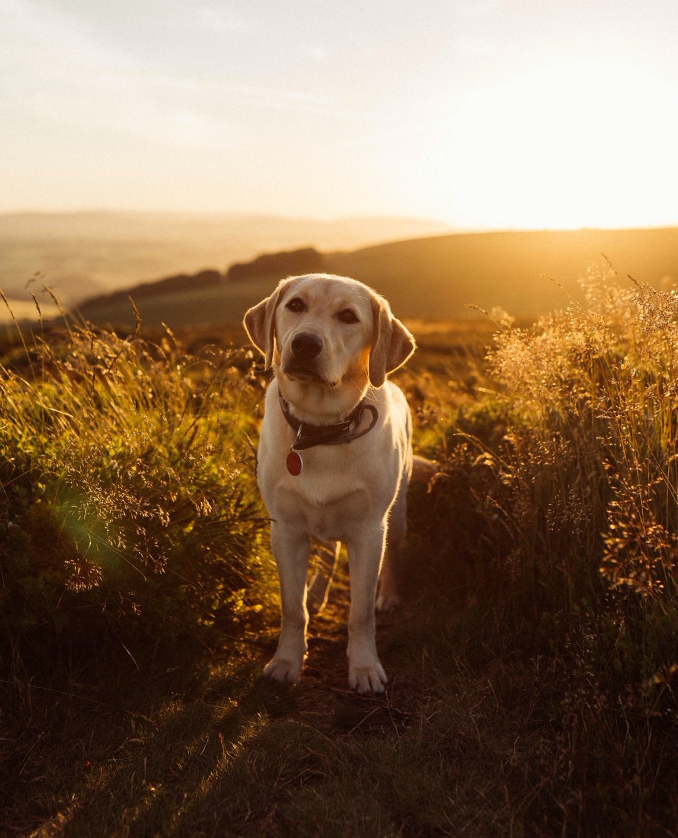 afterify's tweet photo. Happy new year! What are some of the things you are hoping to do this year? 

If one of your goals happens to be creating a website, an online portfolio for your photos, or a new blog, we should talk. 😉

Most precious photo by @samuelthomps0n ☀️ https://t.co/XaWts9DtNd