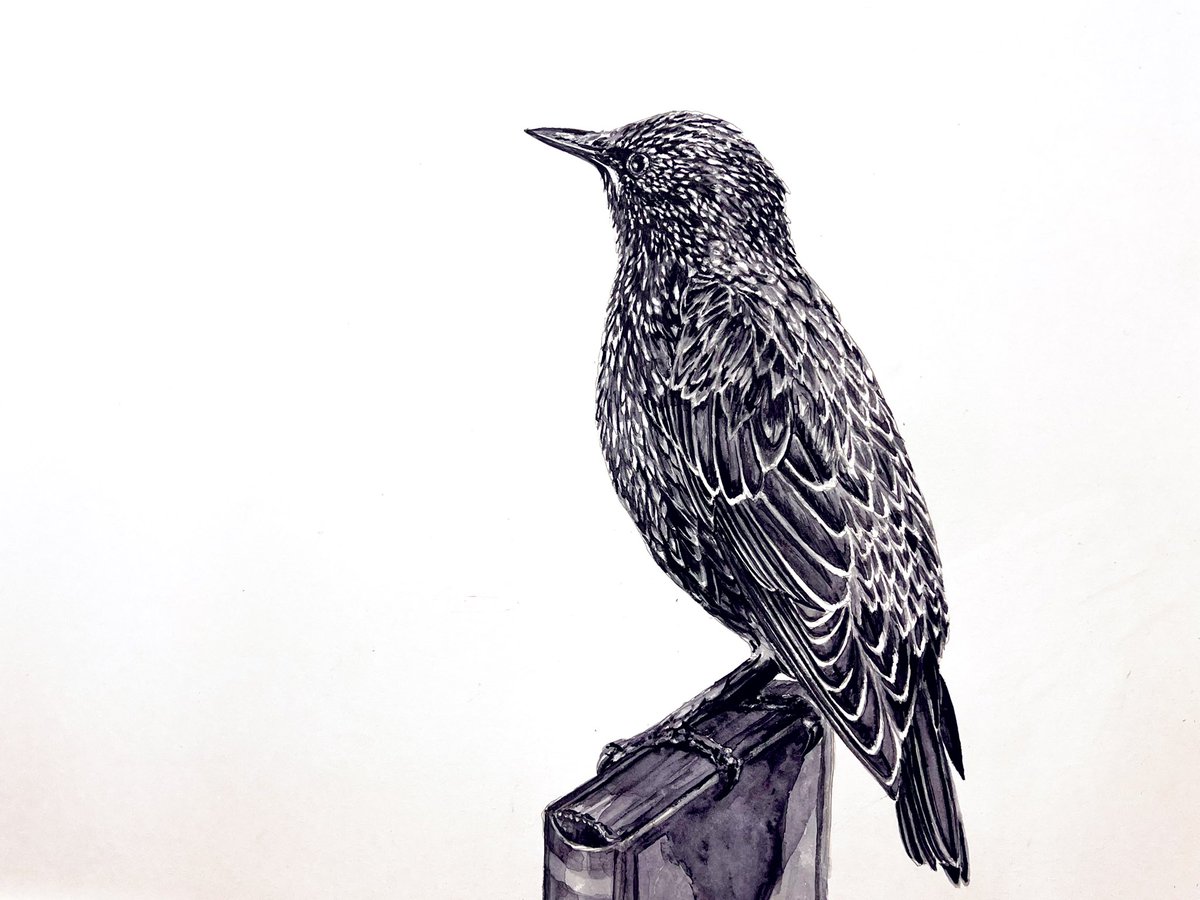AtelierGeeraets's tweet photo. Hoi, ik ben Bas. Ik schilderde een vogel. Het is een spreeuw. Mijn eerste werk van dit jaar.

‘Aanstormende bladzijde uit het geschiedenisboek’ 
36 x 48 cm
Aquarelverf op papier. 

Retweet is lief. https://t.co/rPBCmI0mBg