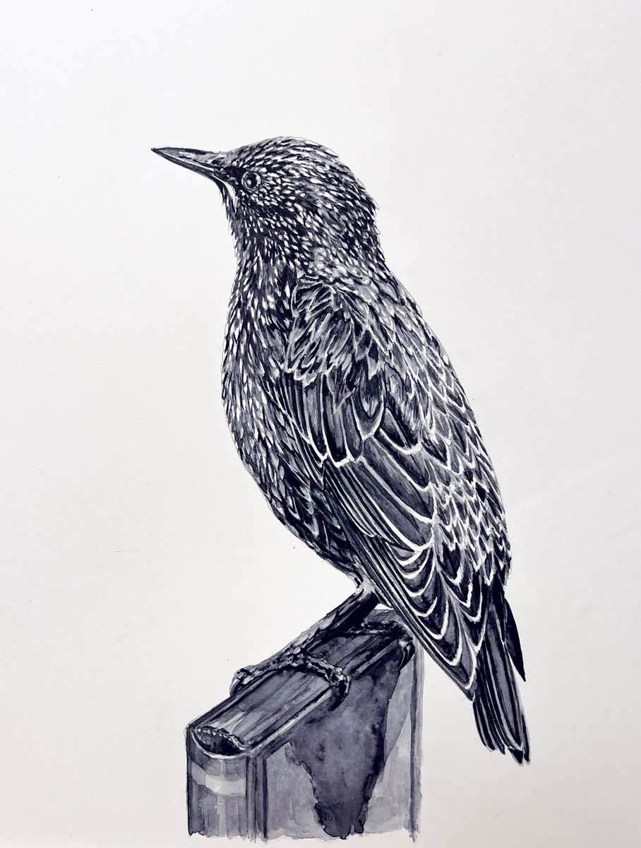 AtelierGeeraets's tweet photo. Hoi, ik ben Bas. Ik schilderde een vogel. Het is een spreeuw. Mijn eerste werk van dit jaar.

‘Aanstormende bladzijde uit het geschiedenisboek’ 
36 x 48 cm
Aquarelverf op papier. 

Retweet is lief. https://t.co/rPBCmI0mBg