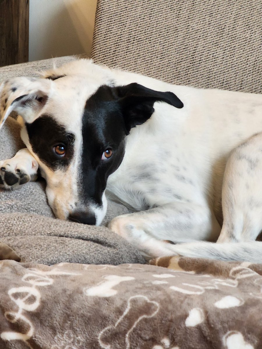 One of my 2023 Twitter goals is to include more personal content, instead of strictly political. So without further ado, here's wishing you all a Happy New Year from my soon-to-be 2 year old bestie!