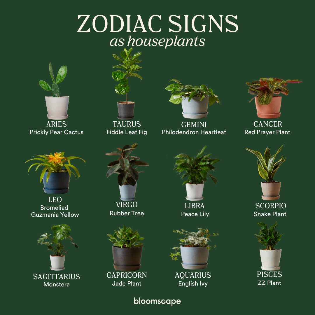 bloomscape's tweet photo. Which one are you? ๐
#bloomscape #houseplants #zodiacsigns #capricornseason https://t.co/CZ5YFevXZR