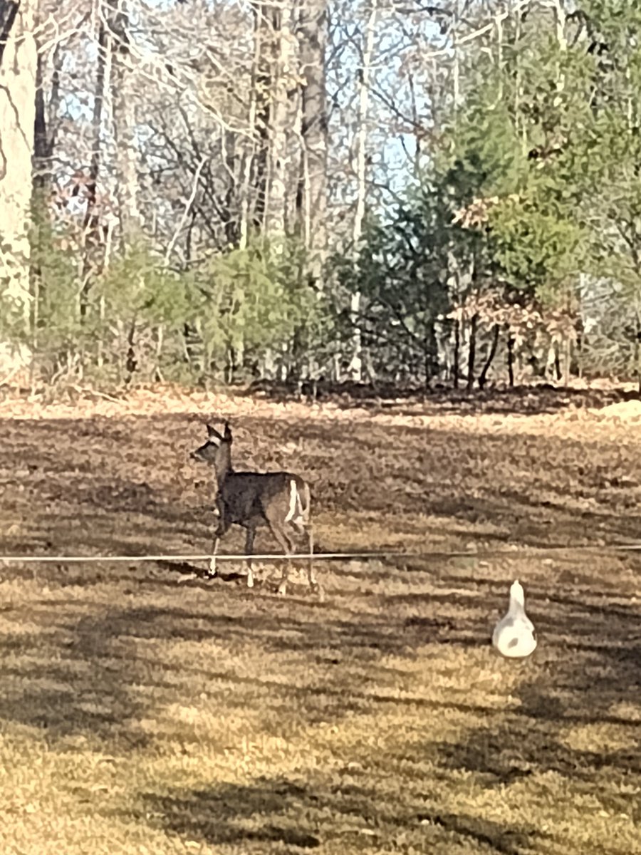 The benefits of Country living! 🦃🦌 We love seeing the Turkey and the Deer eating, playing, and grazing out there.