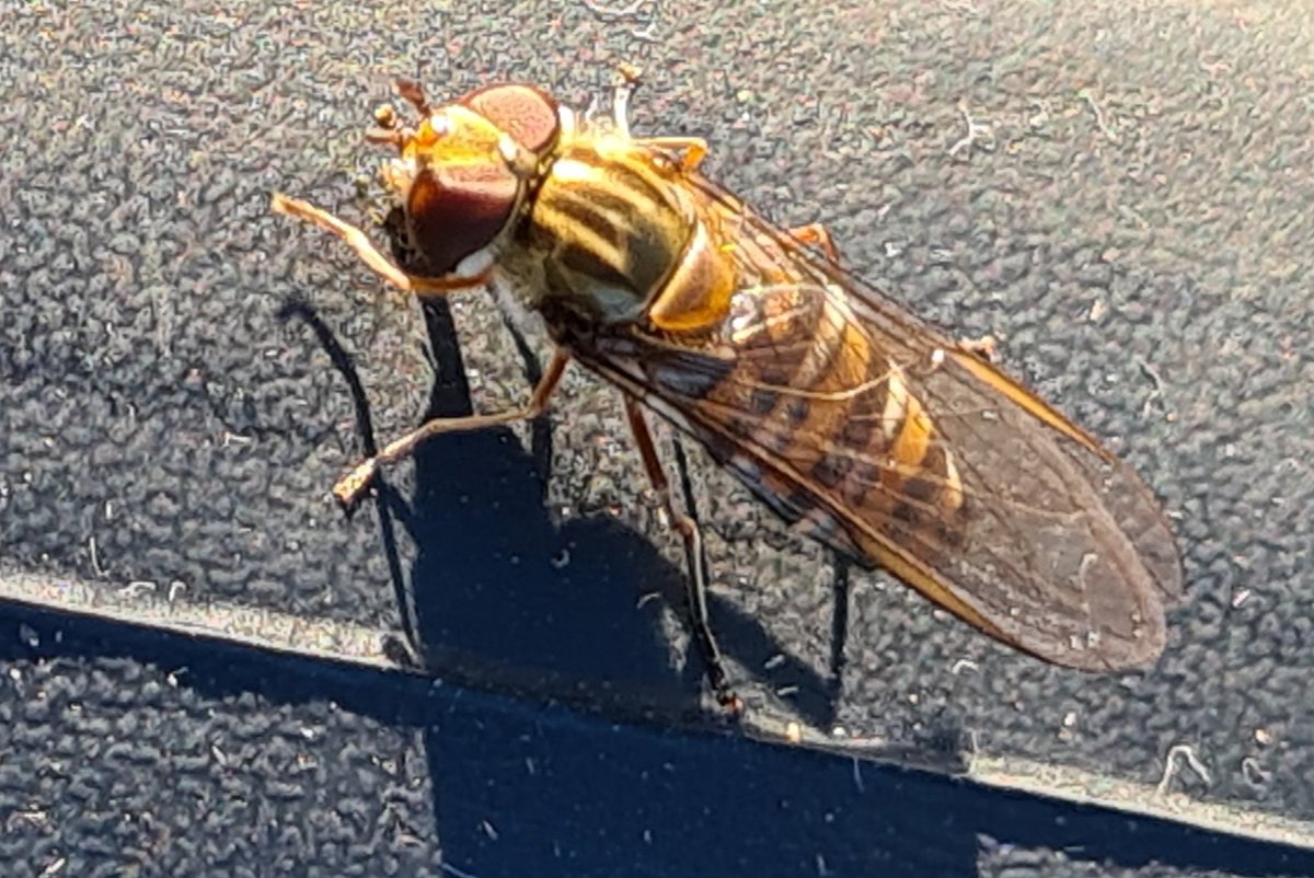 It may be too soon to see a Marmalade Hoverfly, where some of you are, but here, this female fly tells me there's nectar and pollen available around this moorland apiary! 🐝 Spring is pushing through! Come on! #BlackDogHoneyBees 🐝