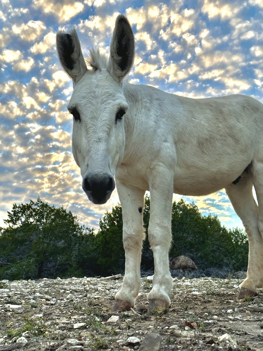 AlveusSanctuary's tweet image. This #timeouttuesday goes to Serrano for stealing Jalapeños feed ☝️ (dw, he found another bowl)