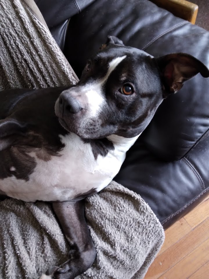 15outof10's tweet photo. This is Xena. She has an ear hematoma. We're sponsoring her care so she can stay with her family. She’s our first 15/10 in partnership with @onetailatatime's CRISP program, which provides services to help pet owners keep their pets rather than surrendering them to the shelter ❤️‍🩹 https://t.co/2kkg8eaJqw