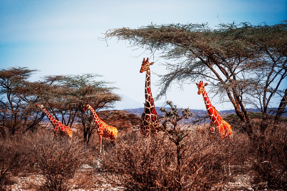 __peterBraxton's tweet image. Imposter syndrome not this year fam. Not this year. No more hoarding my work. I’ll show it all.