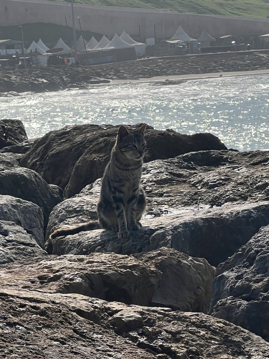 FRI3LKAR MRID tweet media