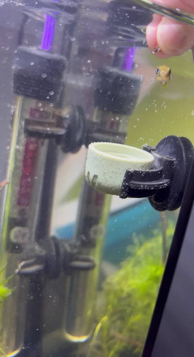 DAC_atHome's tweet photo. Ignore my shaky hands,but feeding time for my Pea https://t.co/AAF7nNV2fb https://t.co/zm4EGa5p3o