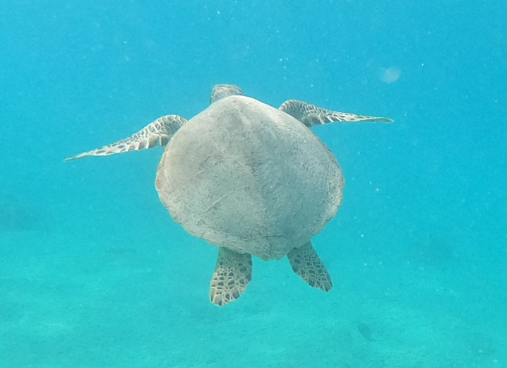 MikeeNL's tweet photo. Blijft toch prachtig, enkele shots van me gopro filmpjes tijdens het snorkelen bij de #Saltpier op #Bonaire. Bijzondere dieren die waterschildpadden. https://t.co/r7TEnfstic