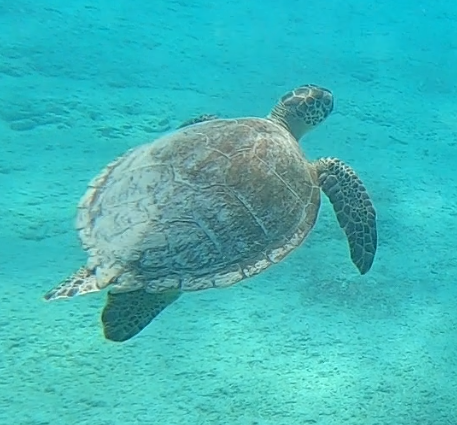 MikeeNL's tweet photo. Blijft toch prachtig, enkele shots van me gopro filmpjes tijdens het snorkelen bij de #Saltpier op #Bonaire. Bijzondere dieren die waterschildpadden. https://t.co/r7TEnfstic