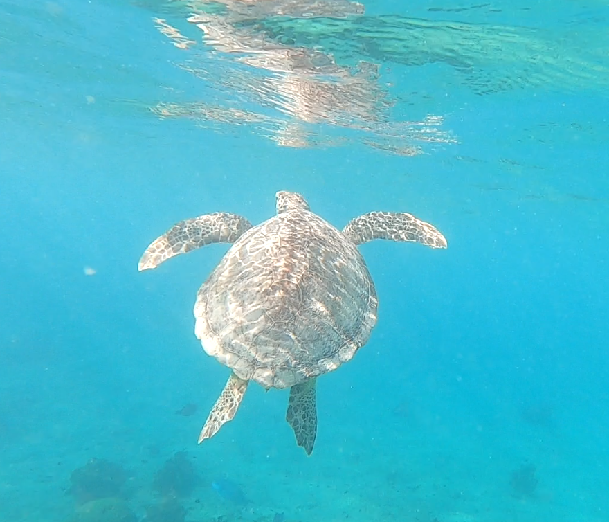MikeeNL's tweet photo. Blijft toch prachtig, enkele shots van me gopro filmpjes tijdens het snorkelen bij de #Saltpier op #Bonaire. Bijzondere dieren die waterschildpadden. https://t.co/r7TEnfstic