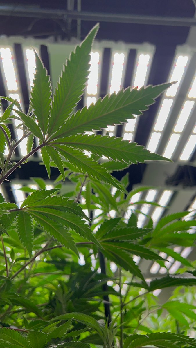 growingwithe3's tweet image. E3 acts in the role of a general contractor or a sub-contractors, but either way our installation scope is timed perfectly with the other trades to ensure an on-time completion date.

#contractors #contractorservices #indoorfarming #gardens #gardening #gardenlife #gardendesign