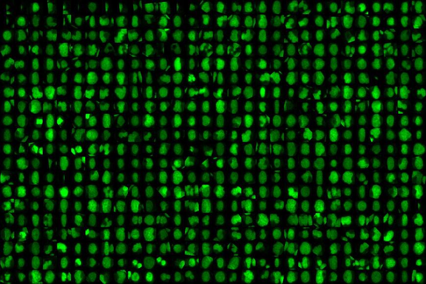 Mascalchi Patrice tweet media