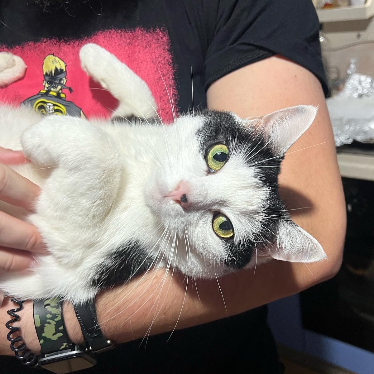 the #sprigatito tattoo / the baby we got the little spot on its nose from 🥰