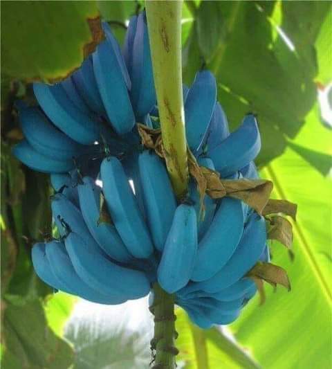 Dali ste čuli za ovo neobično voće ? Plava banana s ukusom vanile  i jako hladna kao da jedete sladoled od vanilije