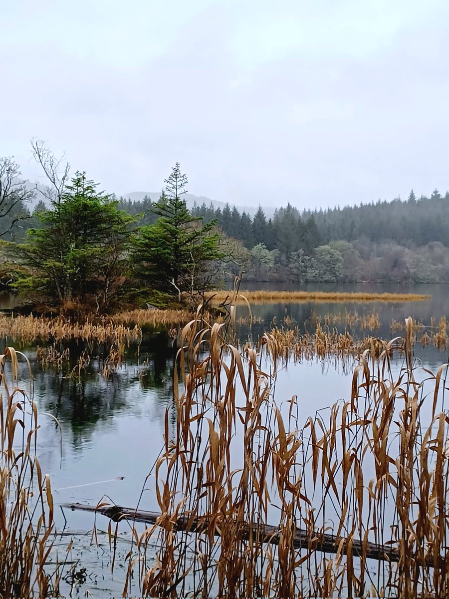 davjaminn's tweet photo. Walk around Loch Coille-Bharr in Argyll today.

#Argyll #getoutside #MotherNature #outdoors #forest #Scotland https://t.co/8VzAjDONsg