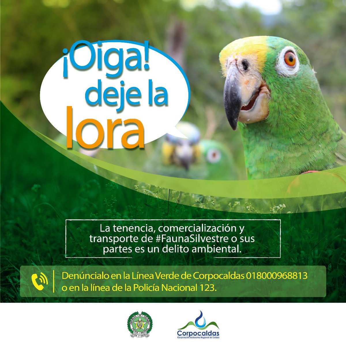 jdavidarangog's tweet photo. ¡Oiga! Deje la 🦜 Lora. Si tiene fauna silvestre en casa como loros, pericos, guacamayos, entre otros, lo invitamos a que la entregue voluntariamente a @Corpocaldas, pues la tenencia, comercialización y transporte es un delito. #DejeLaLora #EnLibertad https://t.co/KxFUJ6HYAG