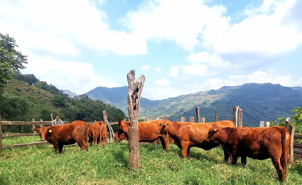 La #GanaderíaSustentable tiene por objetivo lograr la ejecución de esta actividad minimizando el impacto #ecológico, con el apoyo de #tecnologías que permitan además mejorar la productividad y la competitividad.🐂❤️🐂
Lee la nota completa aquí 👇
bit.ly/3FphU99