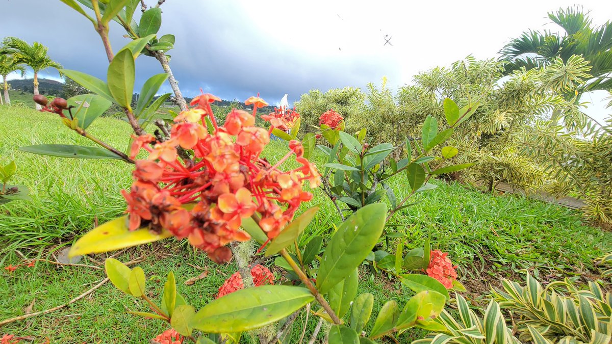 sandra2543's tweet photo. La oficina de hoy. #65grados #Orocovis #CorazónDePuertoRico https://t.co/wOLMtqIoO9