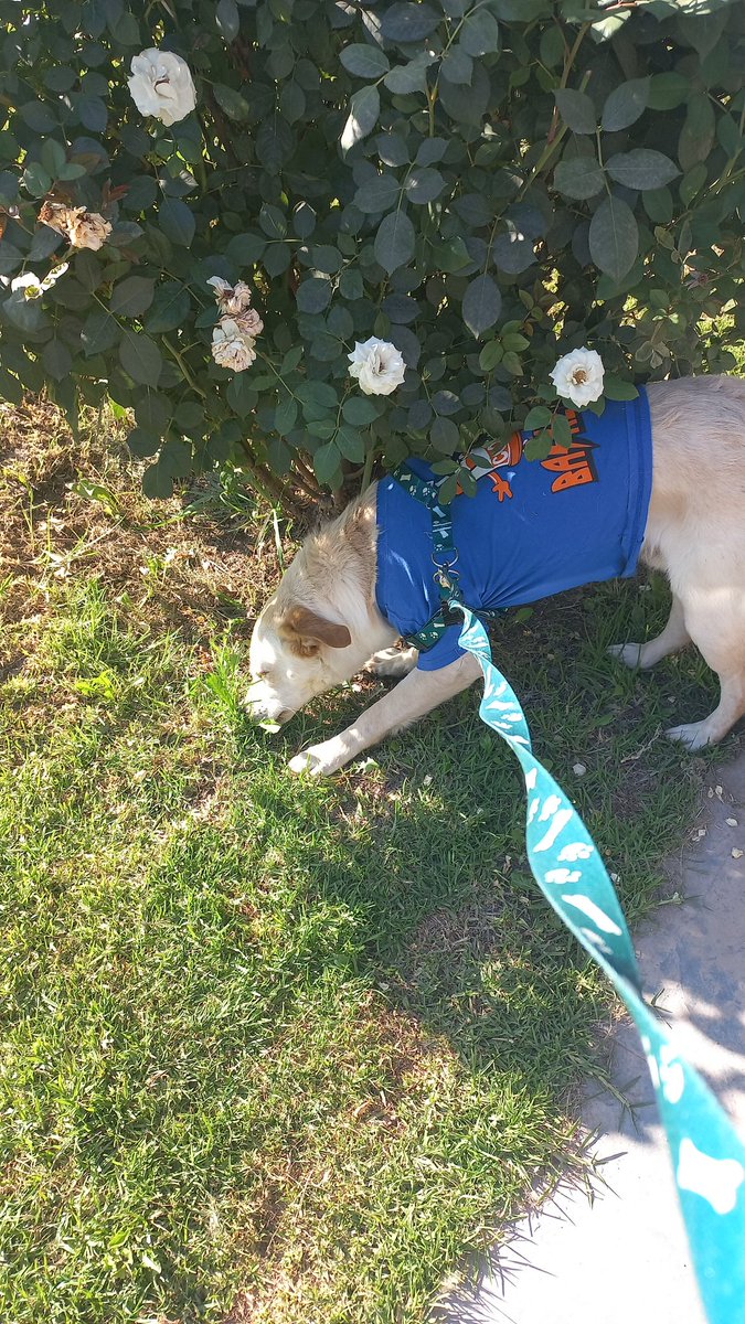 rosyjorqueram's tweet photo. @Salvandopatit4s Hola!!! Aquí está con su nueva familia, adaptándose...mis hijos le cambiaron el nombre.
Ahora se llama Apolo, para que deje atrás su tristeza https://t.co/U2ZWh5W5nT