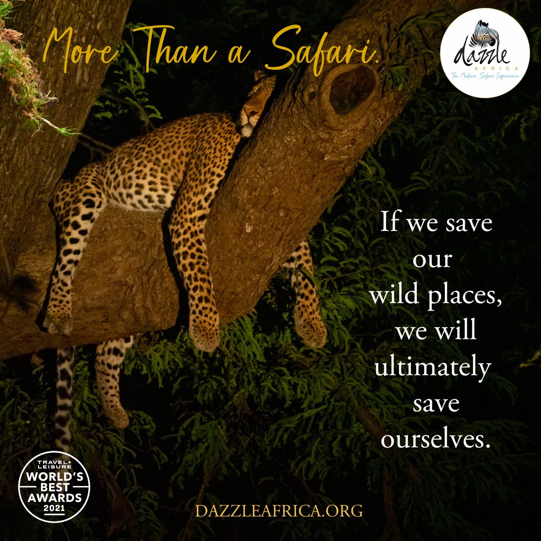 Discover The Valley of the Leopard 🐆

👇 Click the link below to learn more and secure your spot!
dazzleafrica.org/upcoming-safar…
Photo credit: @mikeparedespix
.

#safari #zambia #africa #wildlife #travel #emeraldsafari...