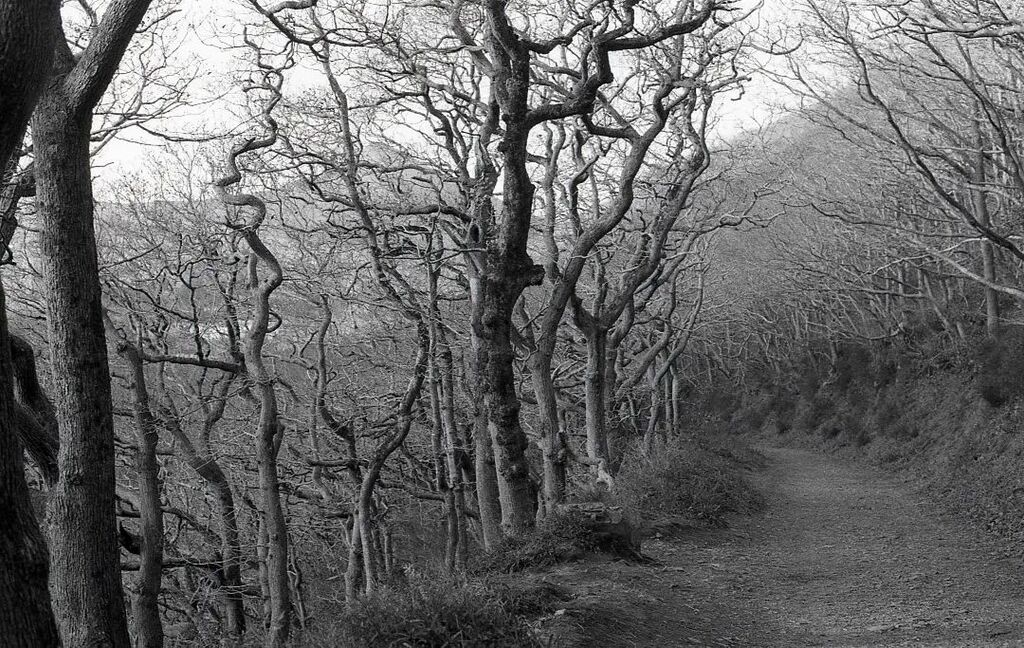 McGaggs's tweet photo. A winter's day in the Glen of the Downs.
🎞️Ilford HP5 Plus
📷EOS 3000V
🔎EF 50mm f/1.8 II
🍜 Ilford Ilfotec DD-X in a LabBox
.
.
·
·
·
#analog #ireland_passion #ilfordphoto #blackandwhitephotography #staybrokeshootfilm #ilfordfilm #visitireland #ishoo… https://t.co/85Qm1c54oX https://t.co/eEhsW8LSPl