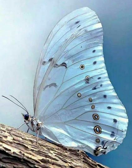 Anne20207's tweet photo. My butterfly...blue!!!🦋
#Naturelover https://t.co/j8T0V2arsQ