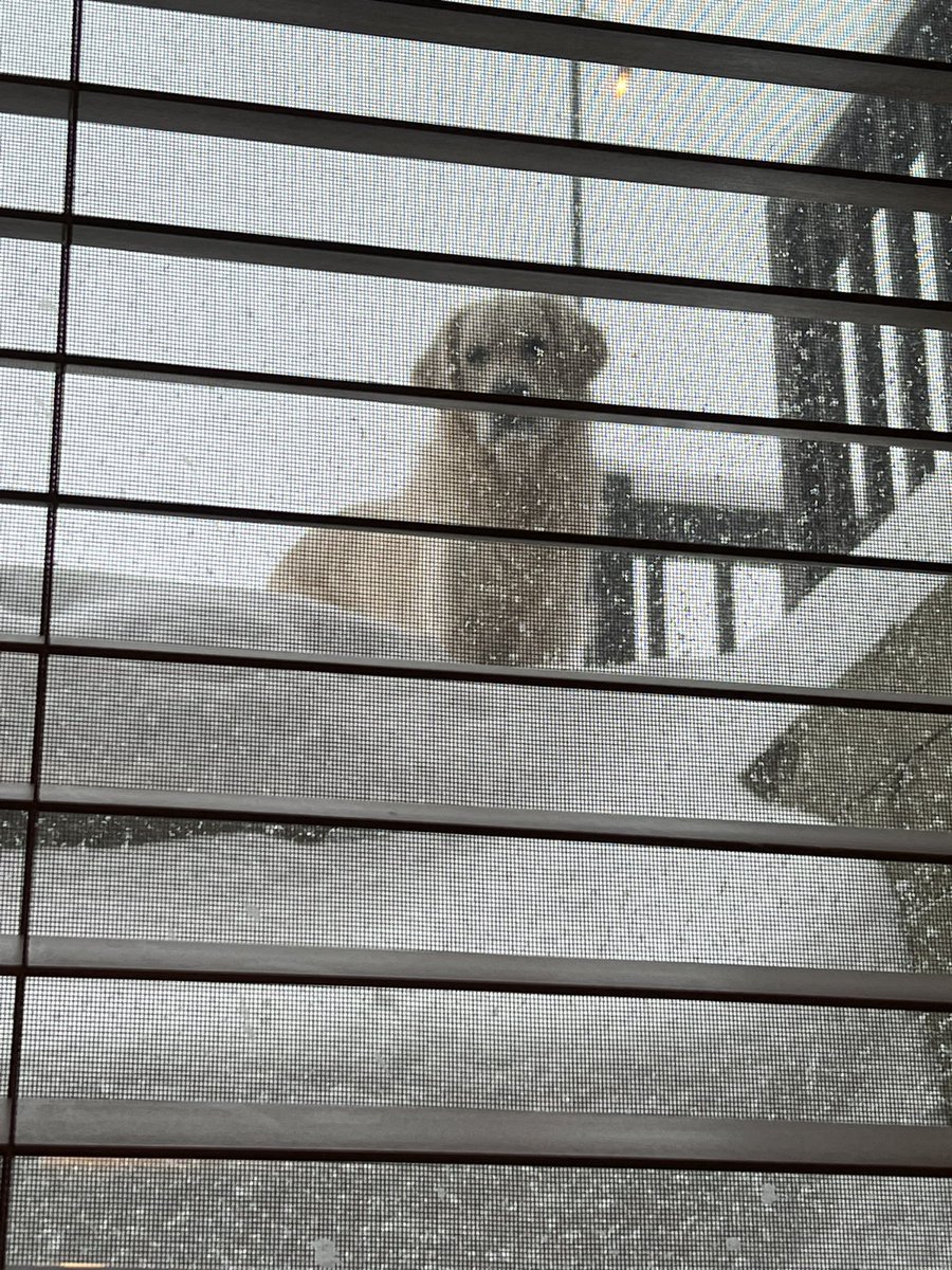 I always feel like, somebody’s watching me… #sdwx #snow ❄️