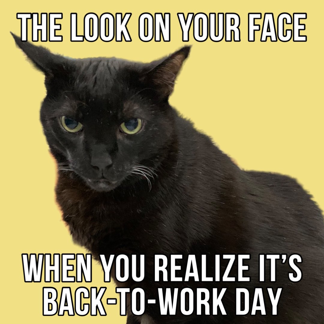 Nobody likes the first day back to work after the holidays. Not humans, and not cats. 😼

#backtowork #backtoworkblues #funnyblackcatmemes #funnycatmemes #catmemes #blackcatmemes #blackcats #worksucks