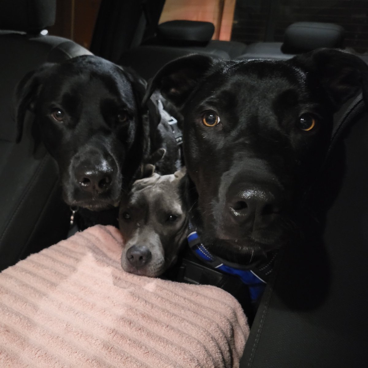 We got to go for a ride! We love going for rides! ❤️🐾 #dogsoftwitter #dogs