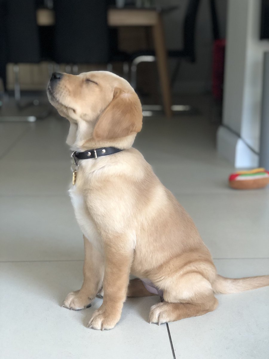 Peter Lockhart tweet media