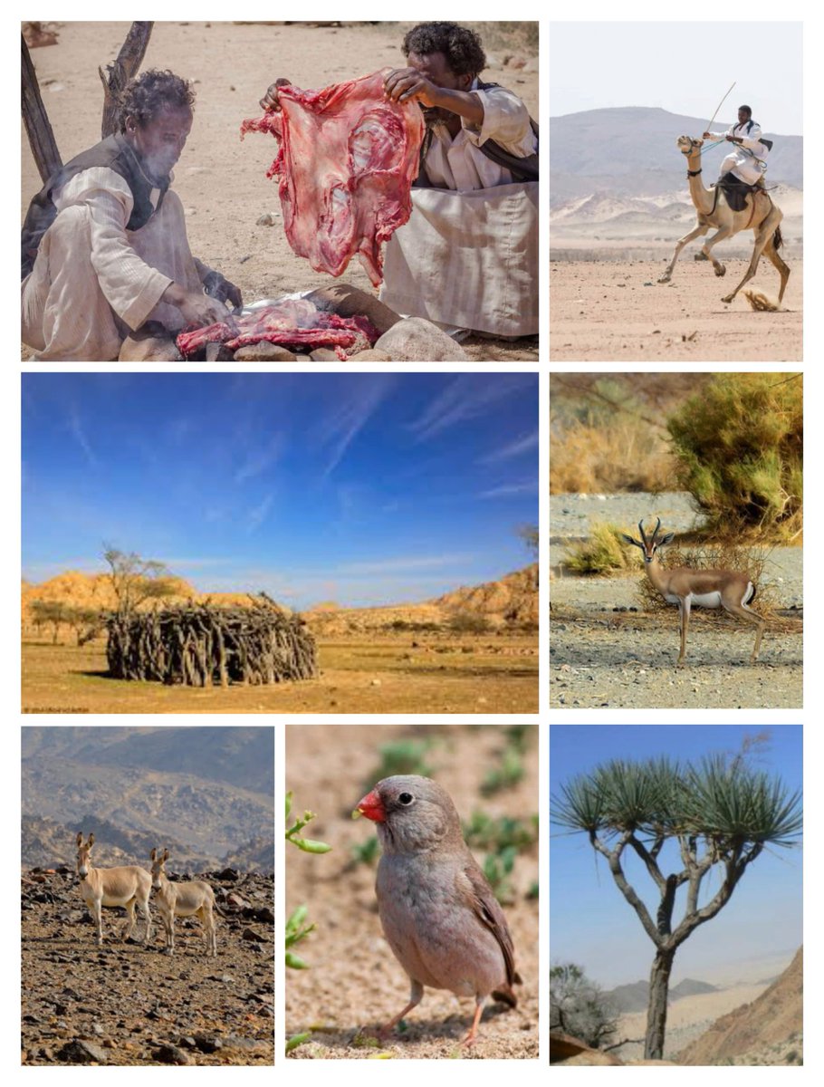 Yadaweya's tweet photo. Egypt's unforgettable Garden of Eden: Gebel Elba National Park 

جنة التراث التي لا تنسي ...محمية جبل علبة... البوم مجمع من ١٠٠ صورة توضح كيف لتنوع و ثراء هذا المكان المنسي في الاهتمام و الدعم ... https://t.co/58oAdVli89