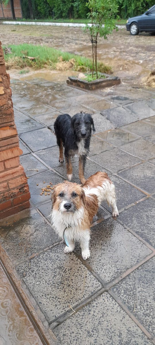 TiFaNiiii's tweet photo. Estos son los perritos... Ya publique en todas partes.. no puede ser que nadie les reclamé.. están con miedo y no quieren entrar... https://t.co/RqErxGGvPh