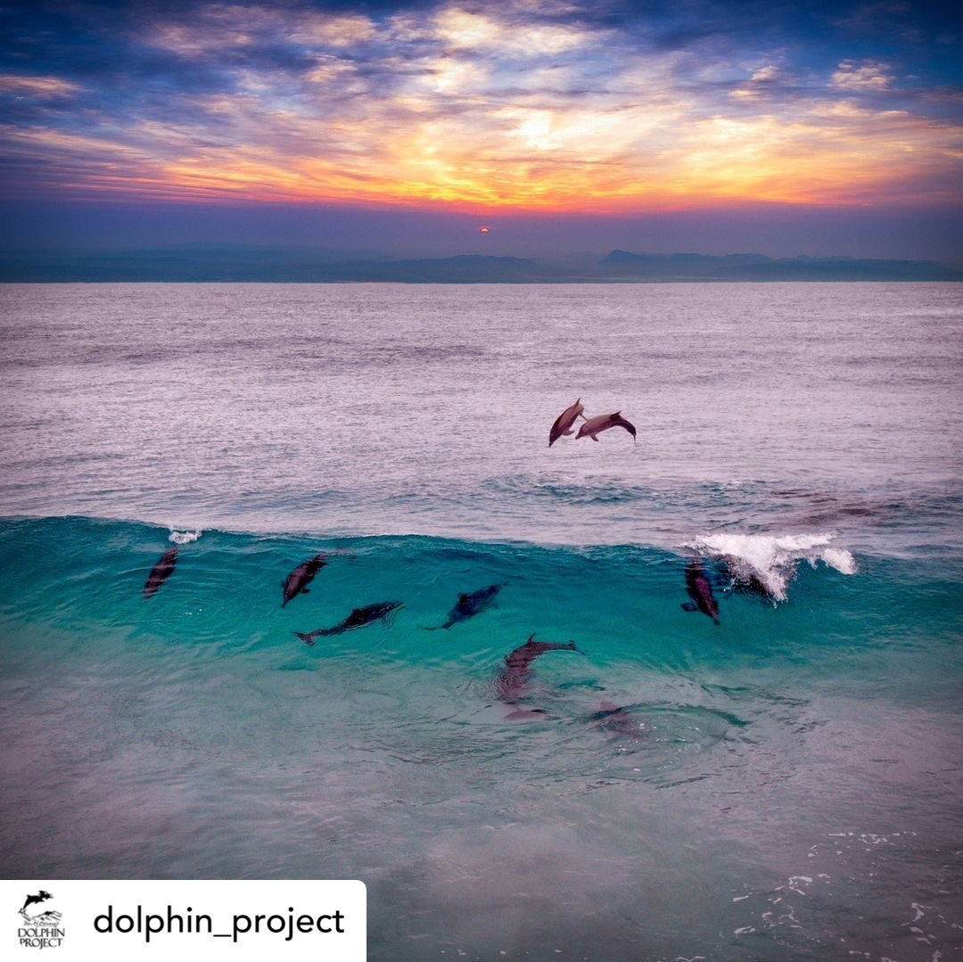 Posted @withrepost • @dolphin_project Over holiday, an extremely generous supporter offered to match donations to Dolphin Project, up to $50,000 & able to reach our holiday fundraising
#LetsProtectDolphinsTogether #DolphinProject⁠
bit.ly/3G5mLwv 
Photo: Nick Dunn