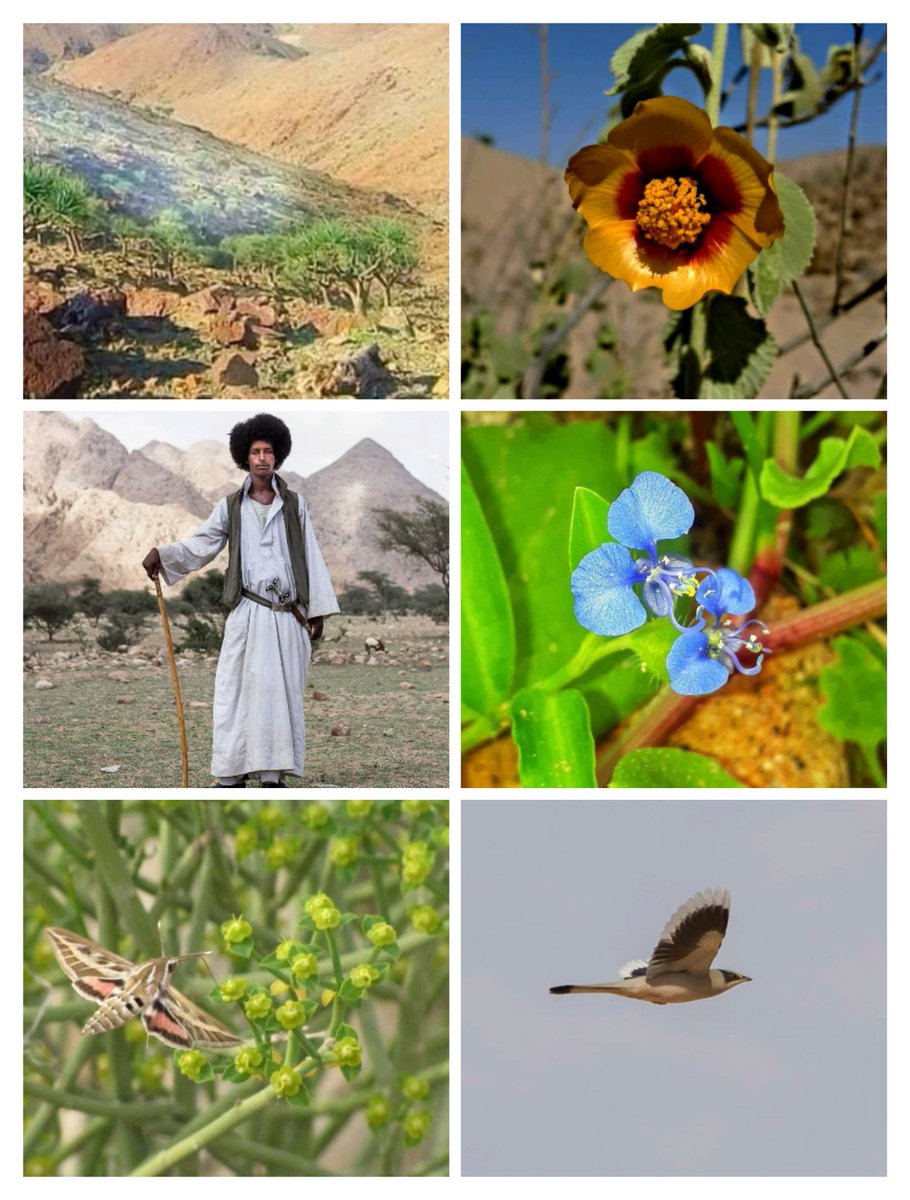 Yadaweya's tweet photo. Egypt's unforgettable Garden of Eden: Gebel Elba National Park 

جنة التراث التي لا تنسي ...محمية جبل علبة... البوم مجمع من ١٠٠ صورة توضح كيف لتنوع و ثراء هذا المكان المنسي في الاهتمام و الدعم ... https://t.co/58oAdVli89