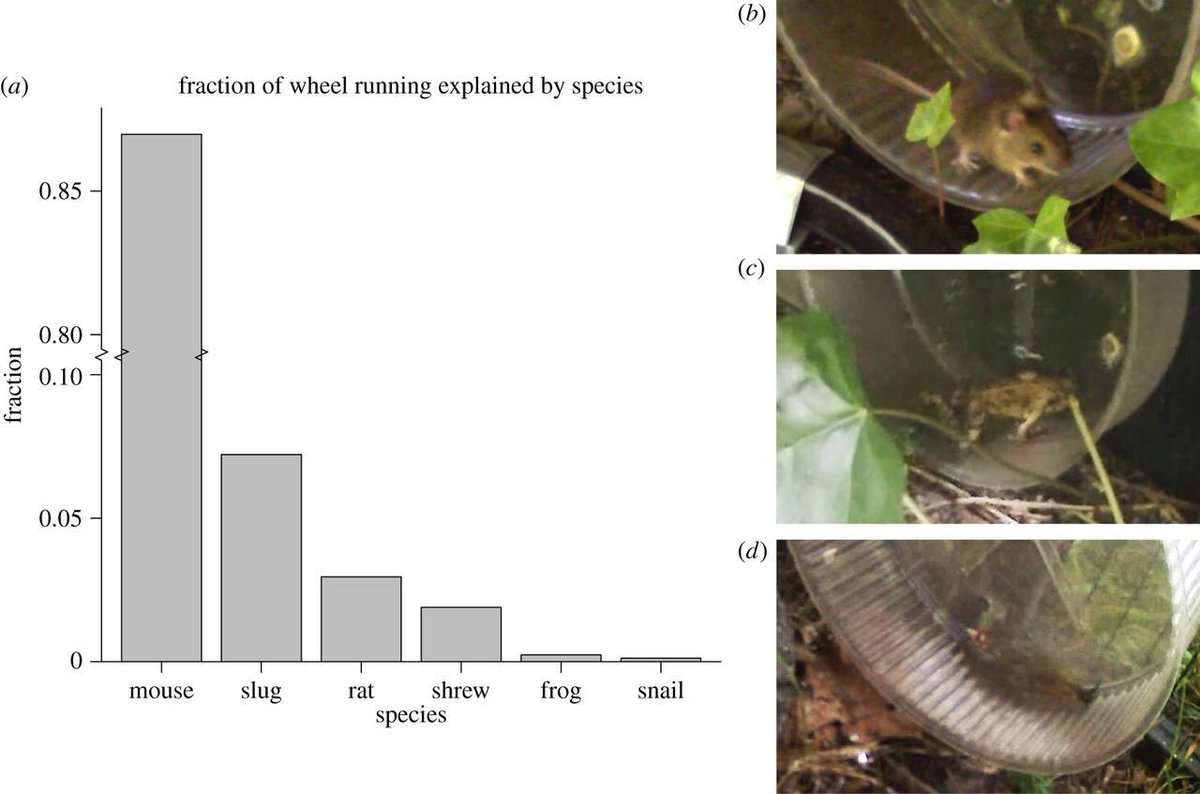 Just learned that Dutch scientists left a hamster wheel outside in 2014 and saw that tons of wild mice used it just for fun as well as frogs and slugs? All the creatures of the forest wanted a turn?? Absolutely phenomenal