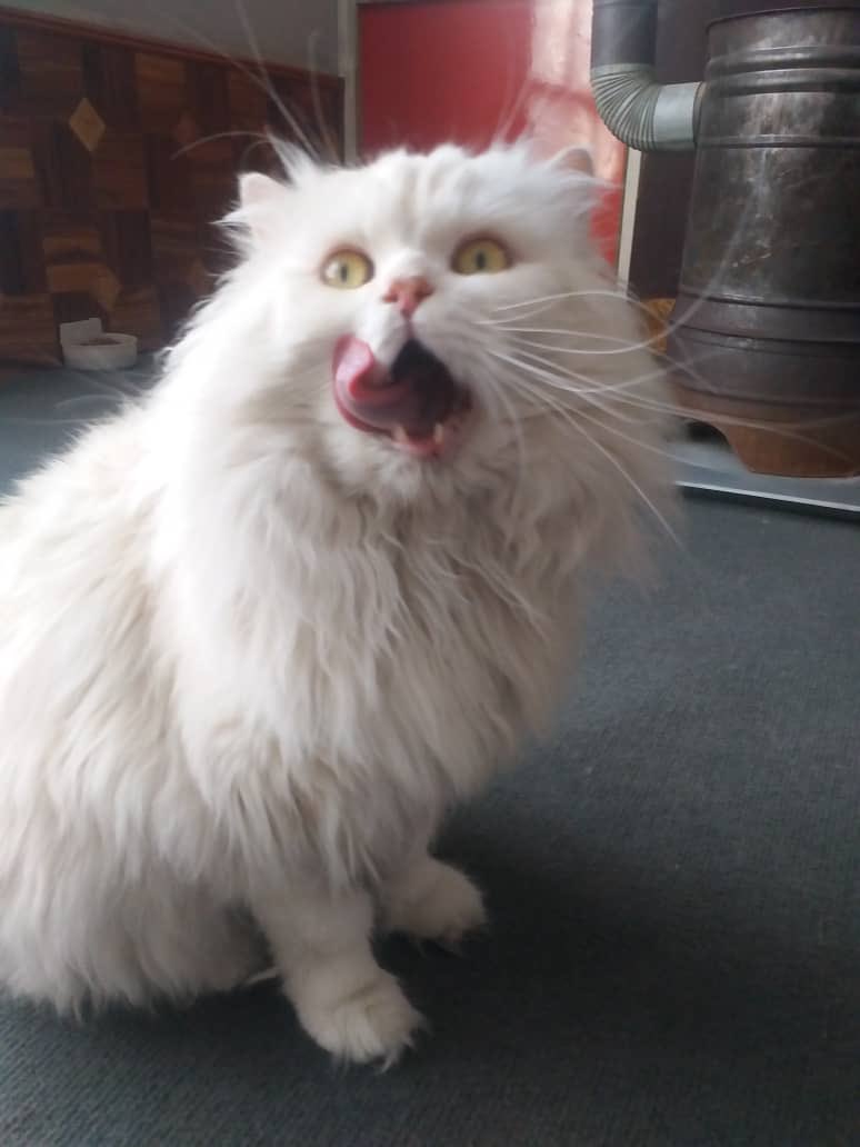 Kabul Small Animal Rescue (KSARshelter) / Twitter