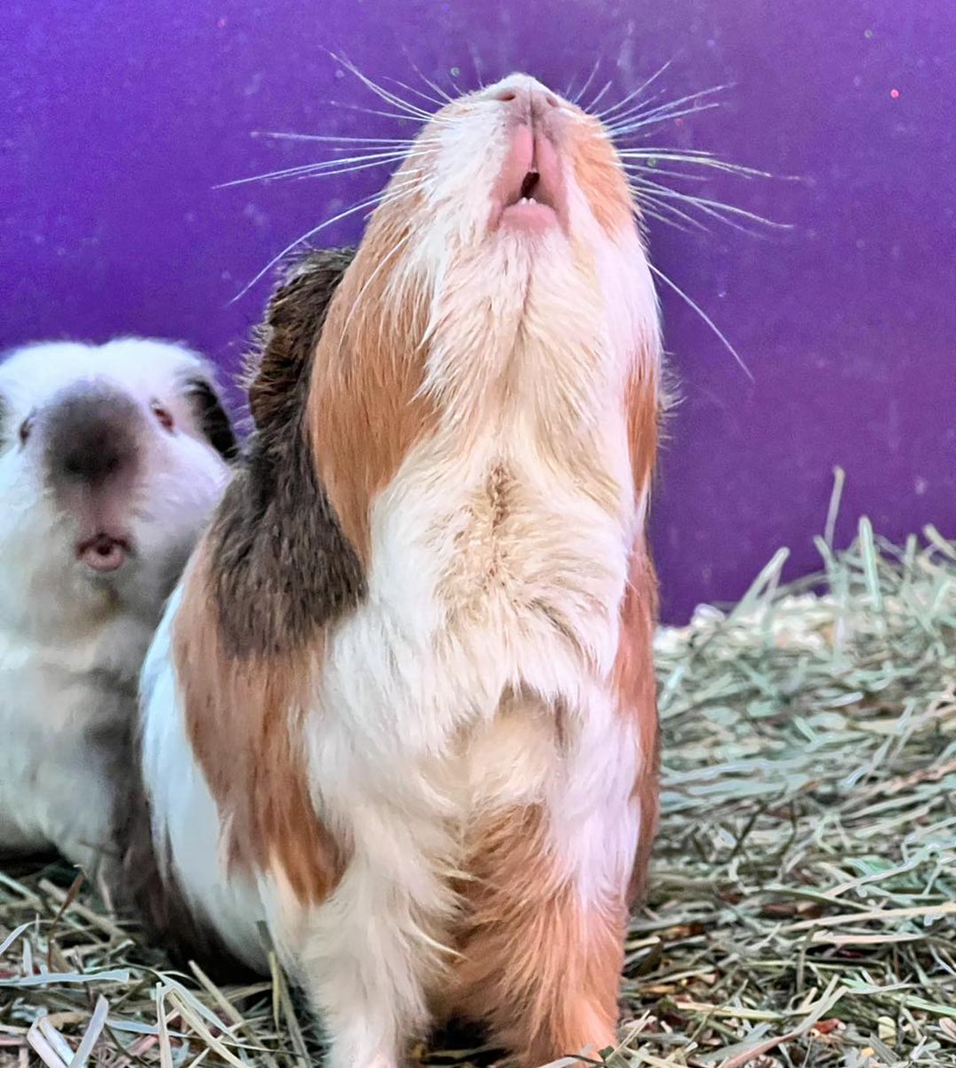 Guieapig_life's tweet image. Can I smell….. Breakfast?!
#guineapig #guineapiglover #gippy