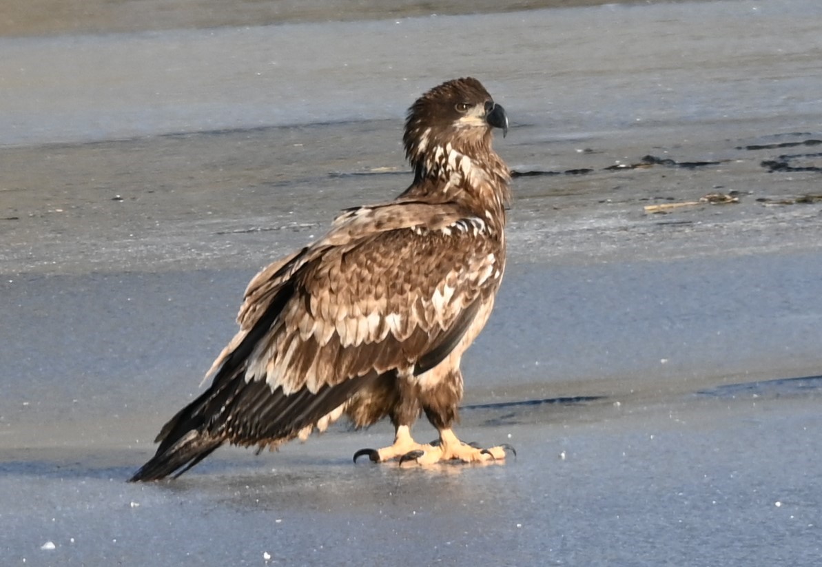 The look of a bald eagle varies based on age. Bob Lee took this photo just about 1 year ago. This eagle is about 6 months old. No white head. The beak is dark, the body mottled brown &amp; white. 
#baldeagles #raptors #nationalheritageareas #nps #thelastgreenvalley #tlgv #ctvisit