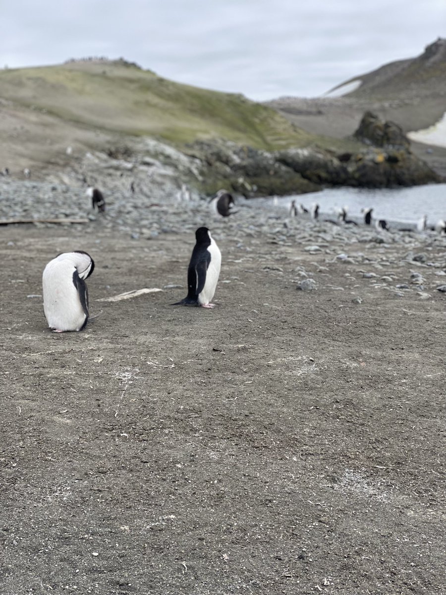 apsmola's tweet image. I’m in Antarctica with @NatGeoEducation and @LindbladExp as a Grosvenor Teacher Fellow. 

Can you say … EXCEPTIONAL!?
#HTF2021 #explorereducator #Antarctica
