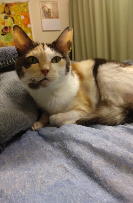 猫ちゃん』の評価や評判、感想など、みんなの反応を1週間ごとにまとめ ...