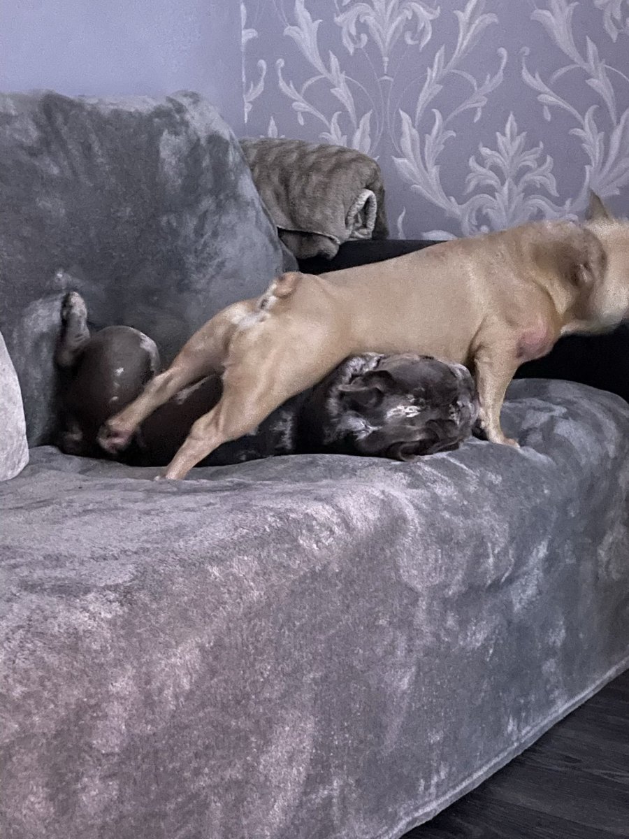 BabyBoyNoNameY1's tweet photo. COCOCOCOOOO WHAT YOU DOING TO ME…. Mummmm HELPPPPPP! 😂🐾💙🙄💖😉🫶🏻 #funnydogs #weirdos #frenchieplaytime #DogsofTwittter https://t.co/78Qria5wy5