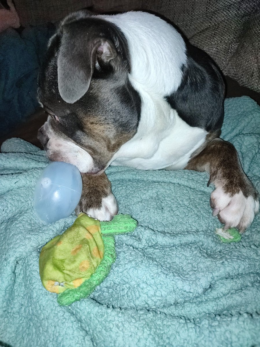 Ziegenbart_13's tweet image. Das war ich nicht Herrchen das war schon so...meine dicke Nase...🥰

#hundeliebe #sofahund