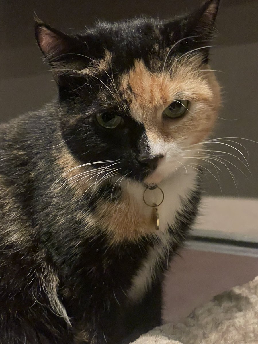 i was at a cat café today and look at this cutie