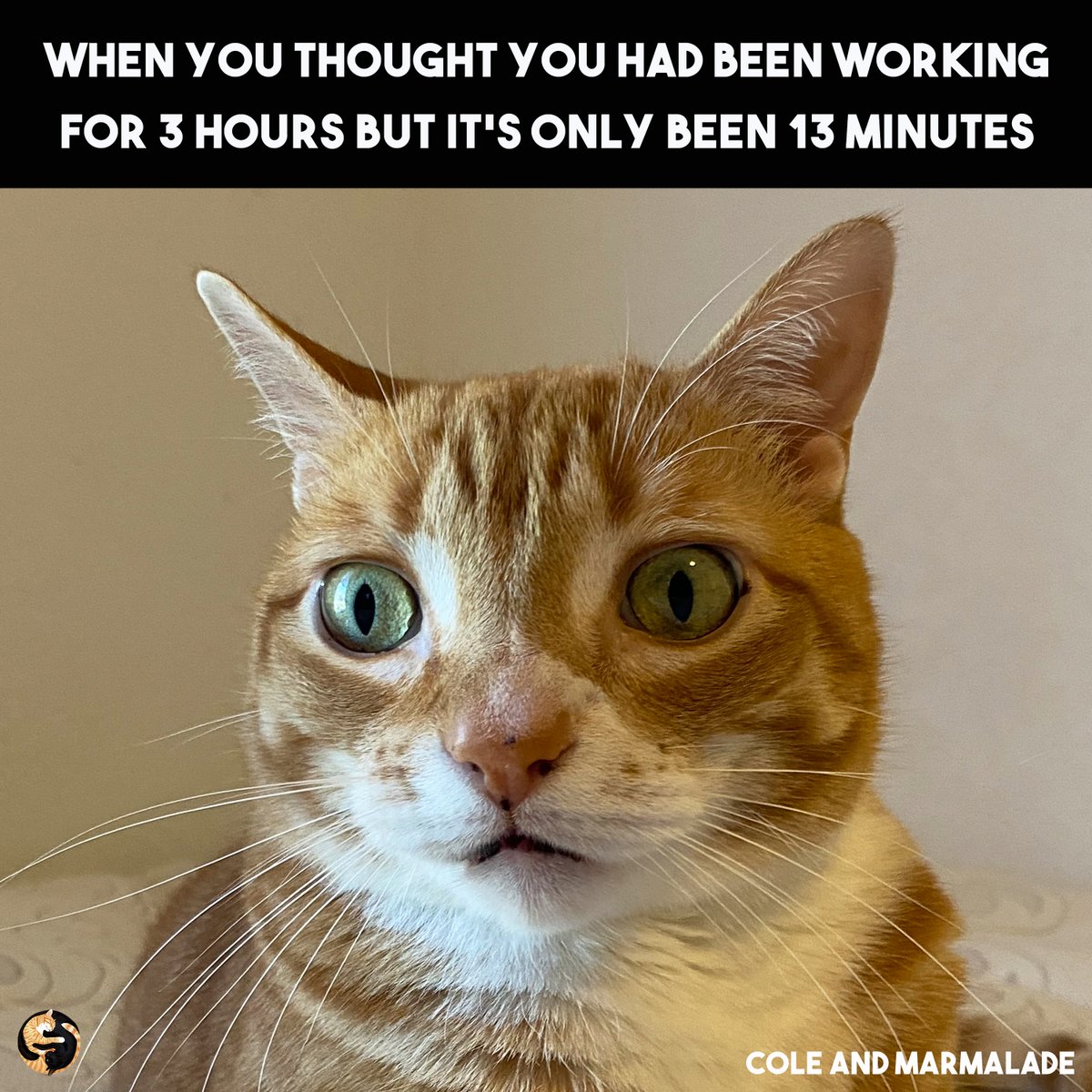 ColeTheBlackCat's tweet image. We feel ya Marm! 😿

#BackToWork #BackToReality #Work #Cats