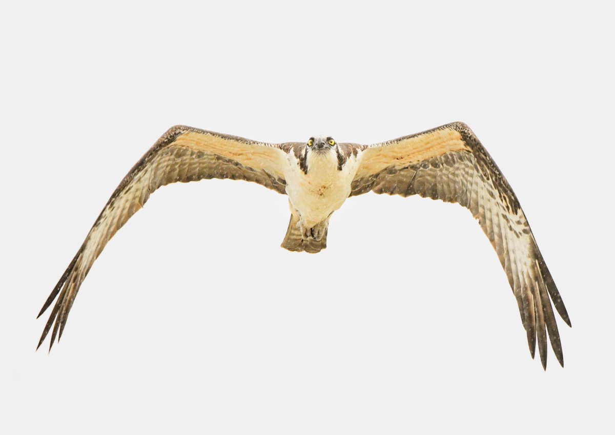BirderBro's tweet photo. π¨Bird Nerd Alert π¦π€
Er... I am not a fish... just sayin'...
Osprey, #BirdsSeenIn2023 πΊπ²
-
#birds #birdsofprey #birdswithtalons #Raptors #birding #birdwatching #birdphotography #BirdTwitter #BirdsOfTwitter #naturephoto #NaturePhotography #Osprey #TwitterNaturePhotography https://t.co/8MPUrCamwx