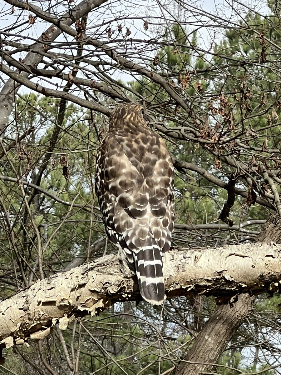 Duffy Fron (@duffy_fron) on Twitter photo Red Shouldered Hawk on my morning walk. He was perched above the trail and didn’t fly away when we walked under him. Red Shouldered Hawk on my morning walk. He was perched above the trail and didn’t fly away when we walked under him.