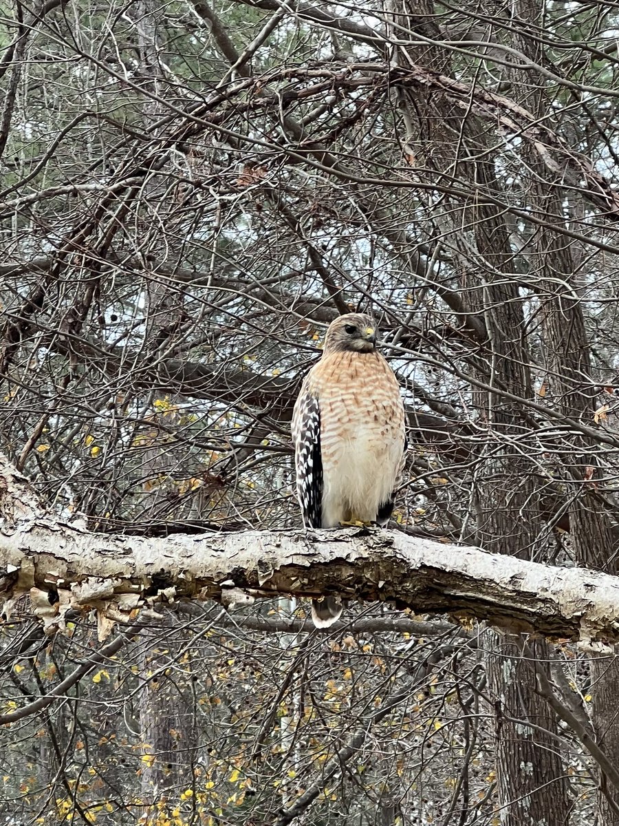 Duffy_Fron's tweet photo. Red Shouldered Hawk on my morning walk. He was perched above the trail and didn’t fly away when we walked under him. https://t.co/HbCwbEGQpg