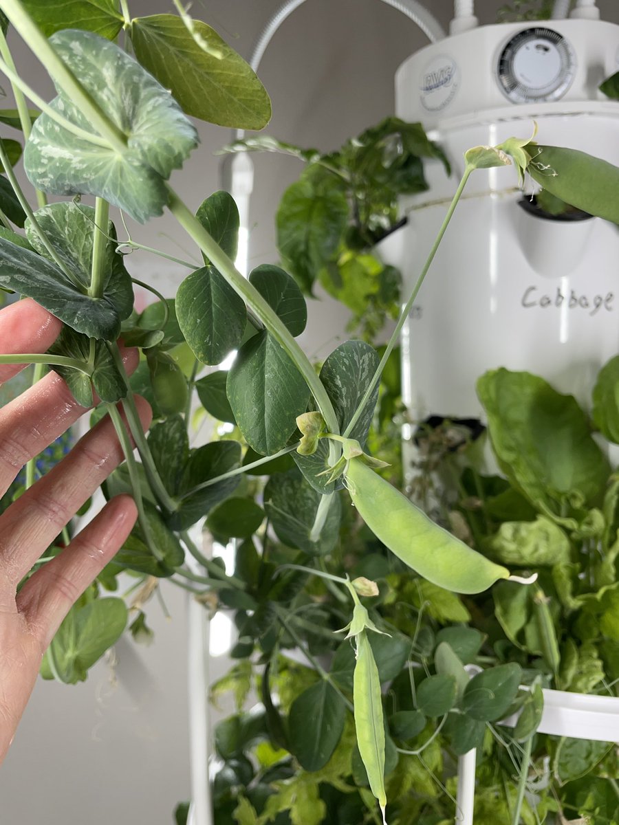 Neill McCallum tweet media